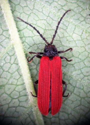 Pyropterus nigroruber